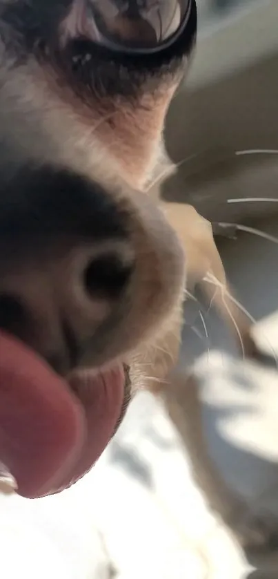 Close-up of a playful dog licking, captured in bright light.