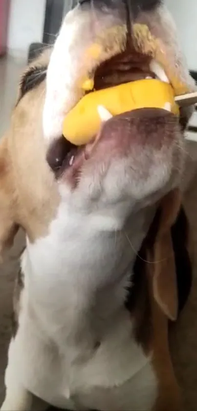 Beagle enjoying a tasty treat with joy.