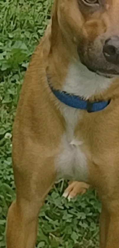 Brown dog with blue collar standing in green grass.