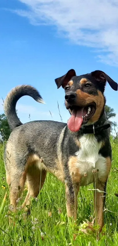 Playful dog standing in a vibrant green field under a bright blue sky.