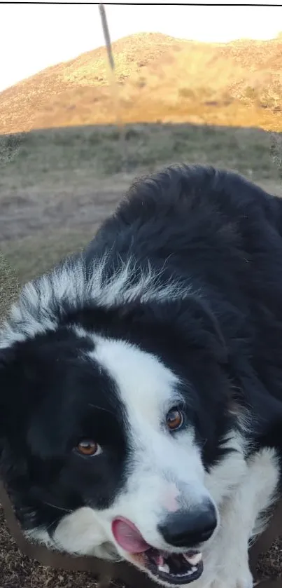Playful black and white dog in mountains.
