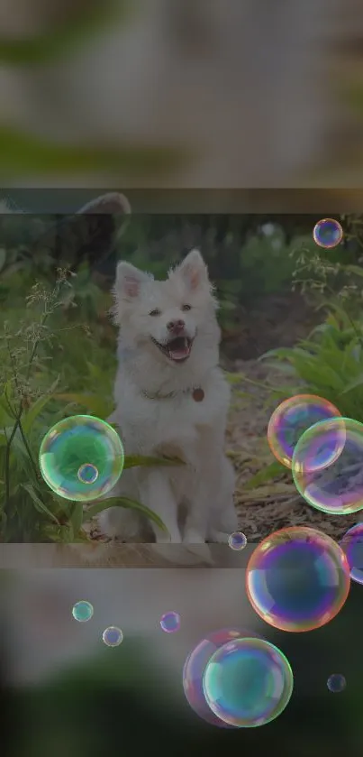 White dog in garden with colorful bubbles on phone wallpaper.