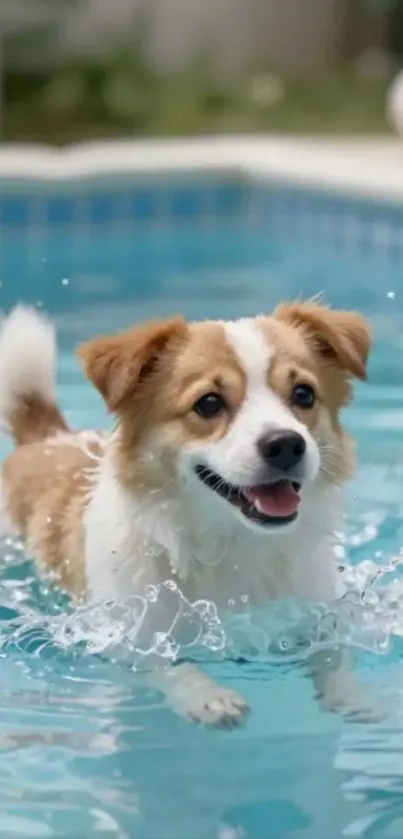 A happy dog swimming in a clear blue pool.