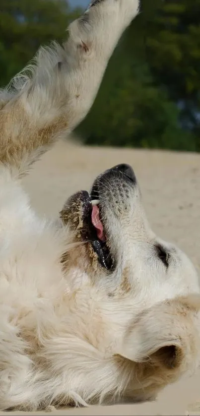 Happy dog rolling in sand on a sunny beach.