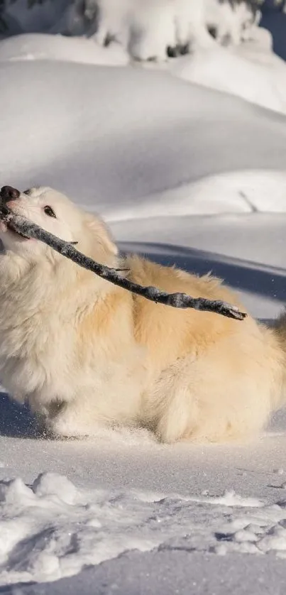 Playful dog with stick in snowy landscape