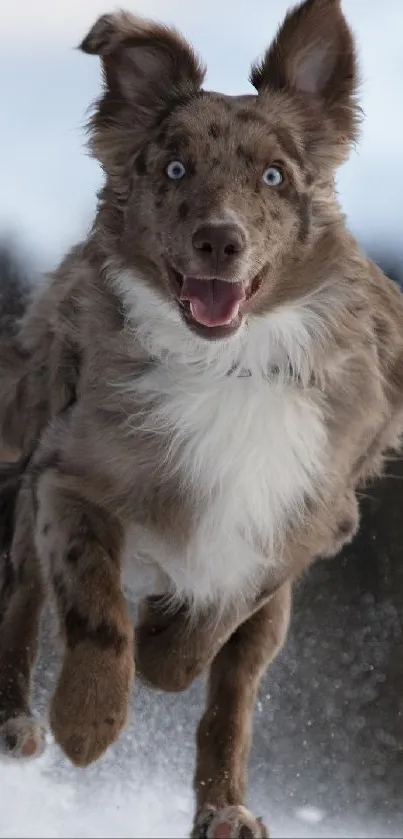 Brown and white dog joyfully leaping through snowy landscape.