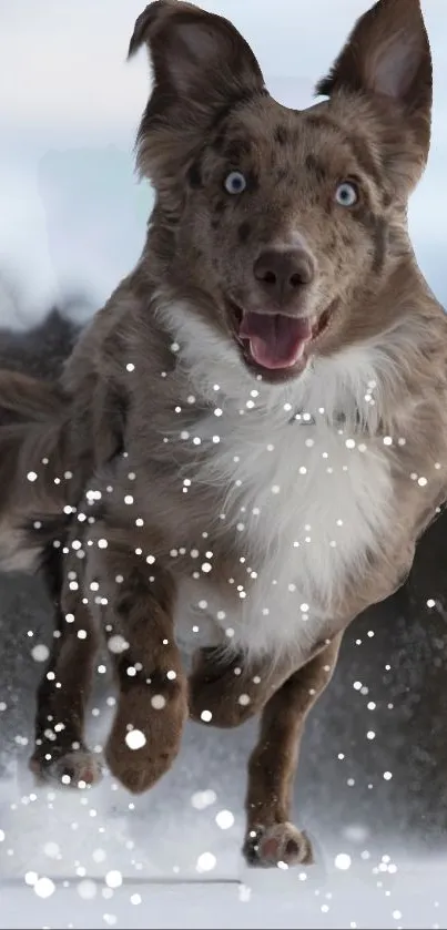 A joyful brown dog running through snowy terrain.