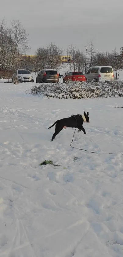 Dog leaping joyfully in a snowy park.