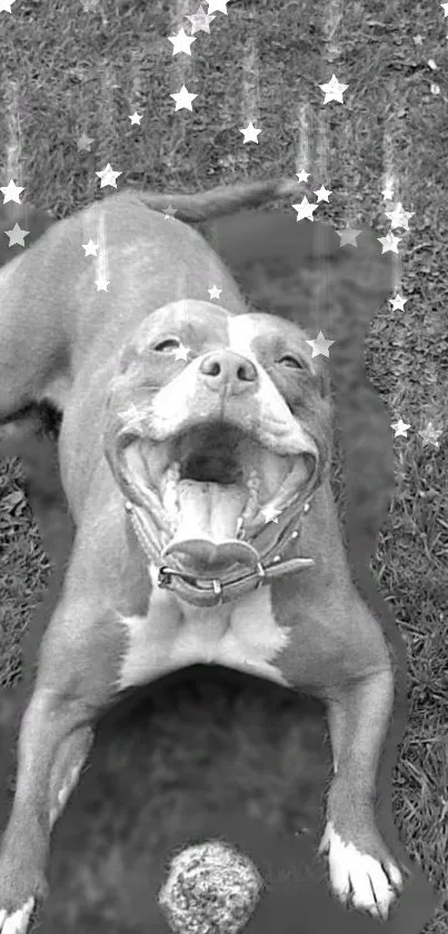 Black and white image of a joyful dog with stars.