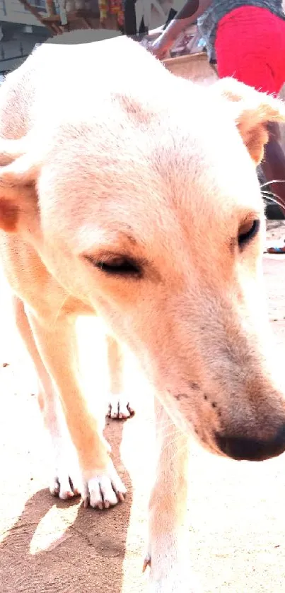 Dog enjoying sun in a bright yard, perfect for a lively wallpaper.