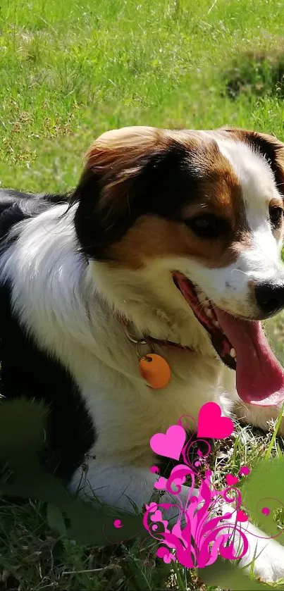 Cute dog relaxing in green grass with pink heart graphics.