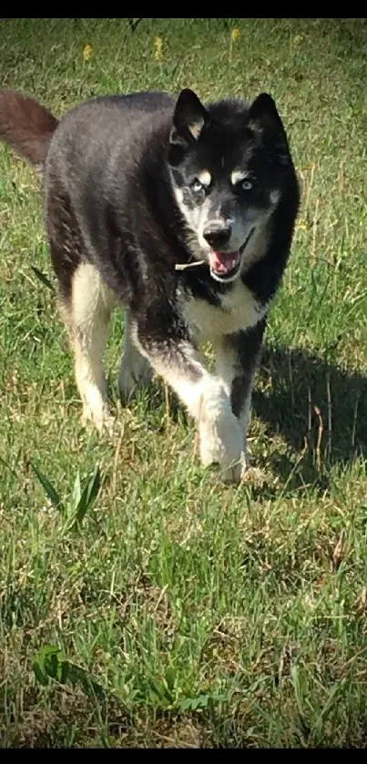 Husky running joyfully in green field.