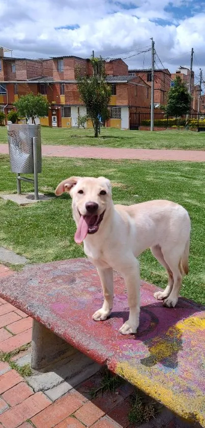 Cheerful dog standing on a colorful bench in a sunny urban park.