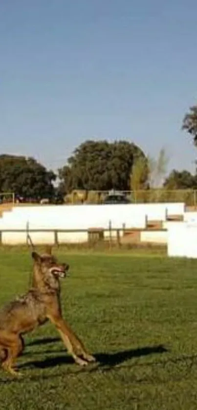 Dog playing in a sunny green park with clear skies.