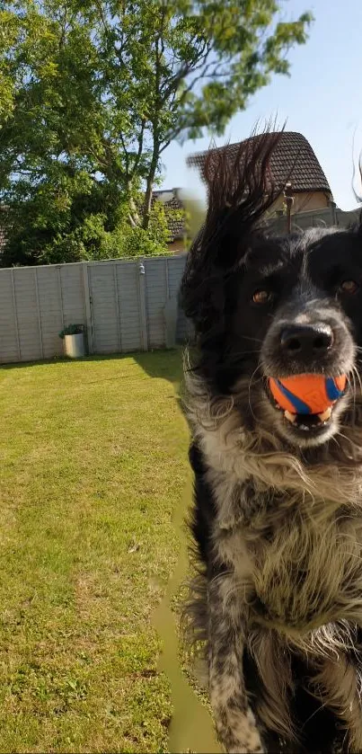 Playful dog with orange ball in sunny garden.