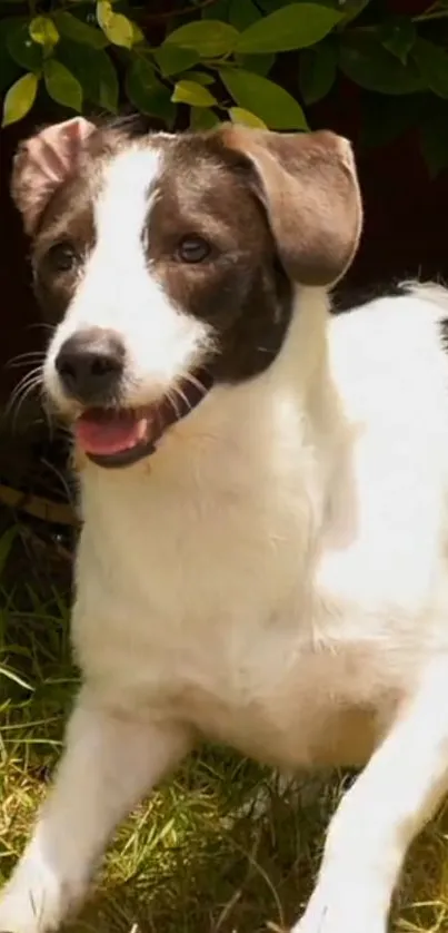 Playful black and white dog in a sunny green garden.