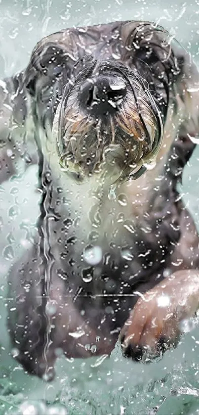 Energetic dog splashing in green water wallpaper.