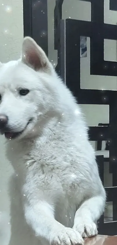 Cute white dog in an indoor setting, looking playful and curious.