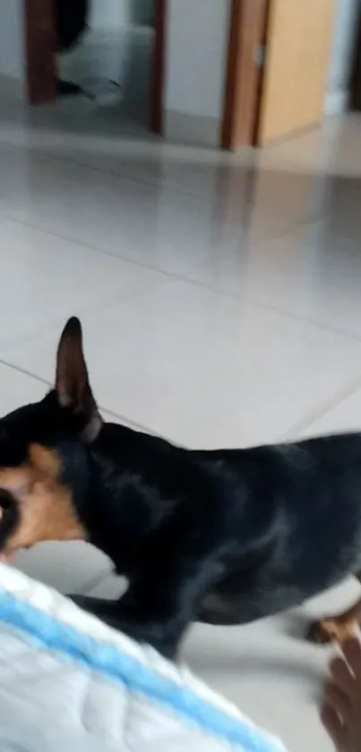 Black dog indoors, playing on floor, lively pet scene.