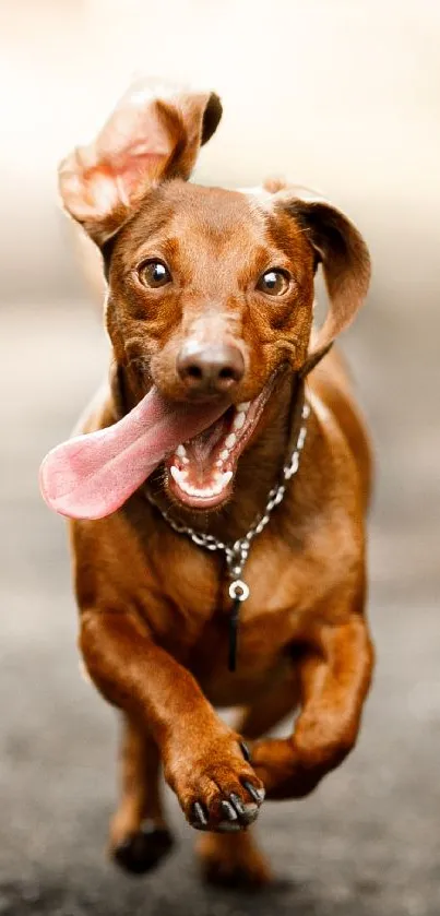 Happy dachshund running joyfully towards camera.