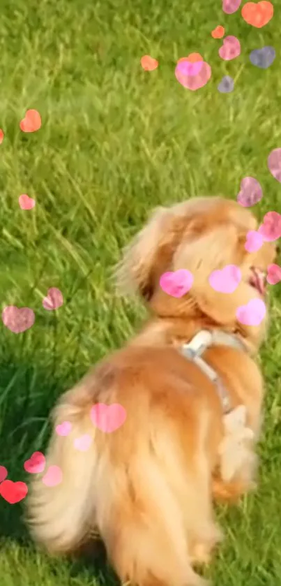 A cute dog with heart effects in a green field wallpaper.