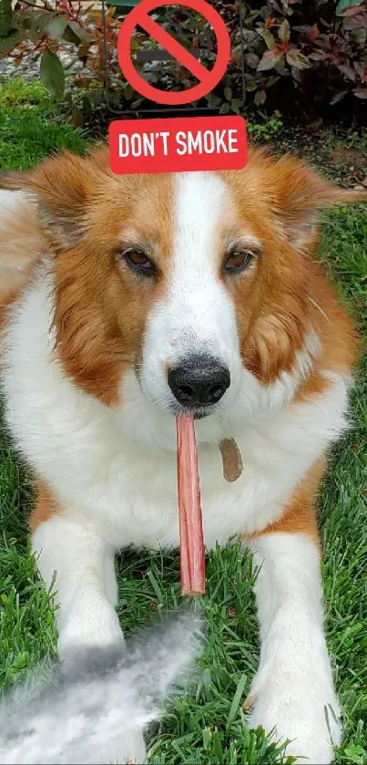 Cute dog with playful anti-smoking sign on grass.