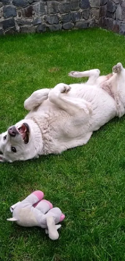 A happy white dog playing on a green lawn with a toy.