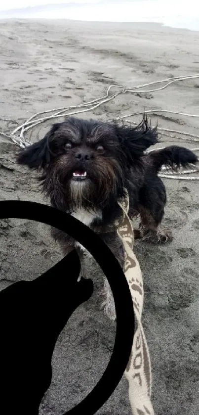 A playful dog frolicking on a sandy beach.