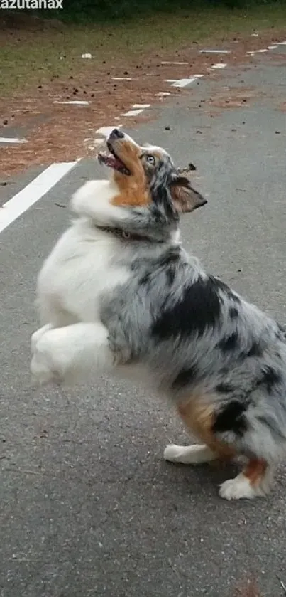 Playful Australian Shepherd on a quiet street.