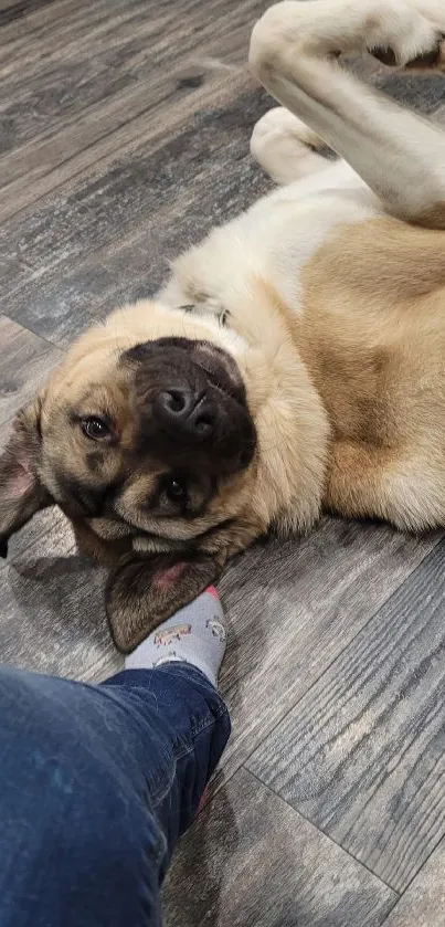 Dog playfully lies on a wooden floor with denim in view.