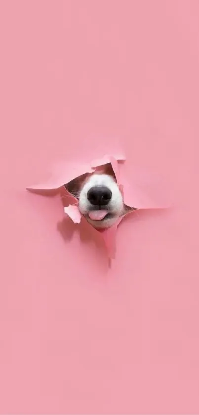 Cute dog peeking through pink paper.