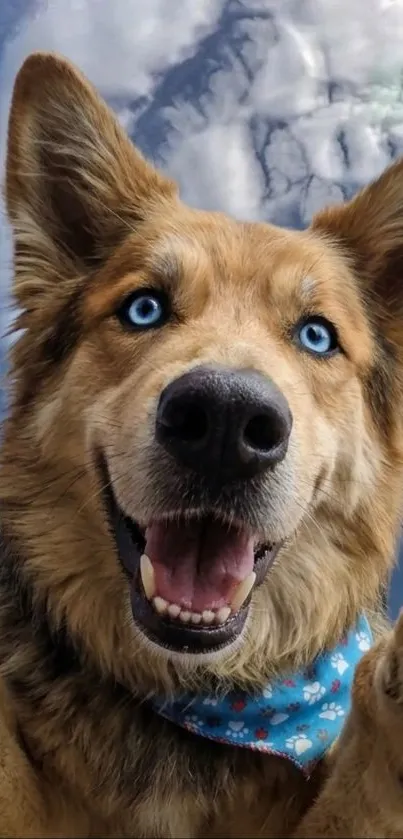 Smiling dog with blue eyes against sky background.