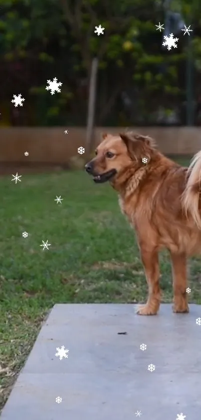 Brown dog standing in garden with snowflakes falling.