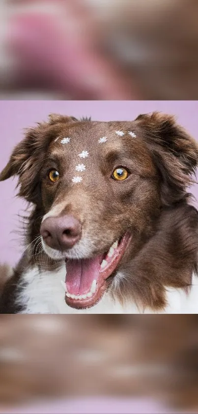 Playful brown dog with floral forehead on purple background.