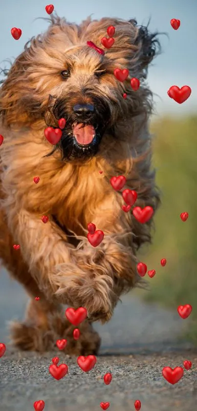 Fluffy brown dog running with floating red hearts.