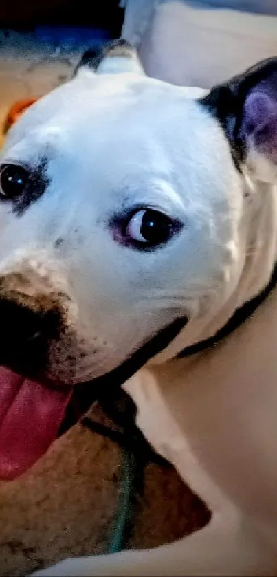 Playful black and white dog with tongue out on beige carpet.