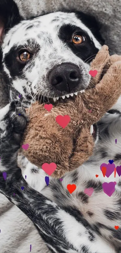 Black and white dog with toy on gray blanket, surrounded by colorful hearts.