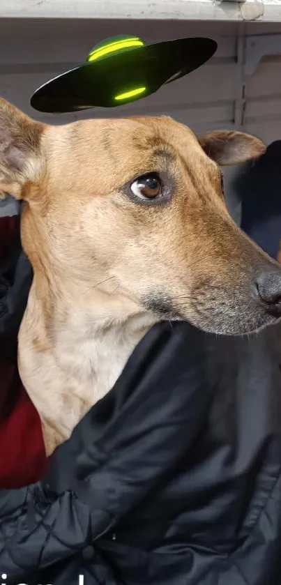 Dog wearing a UFO hat, wrapped in a blanket.