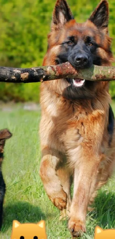 Dogs running in green field with stick.