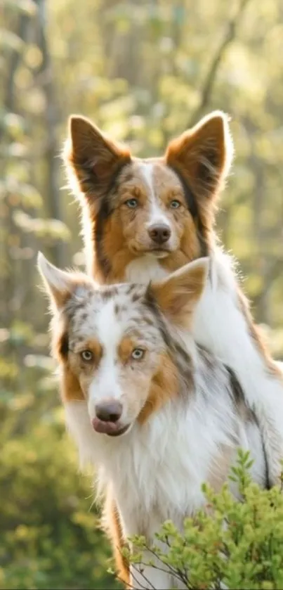 Two playful dogs in a serene natural setting, perfect for wallpaper.