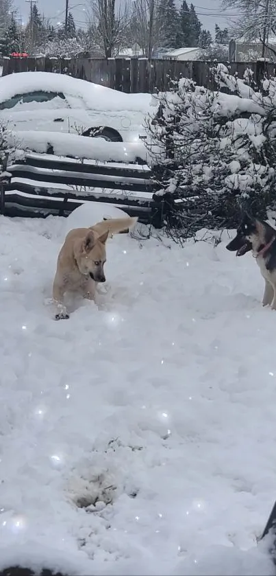 Two playful dogs enjoying a snowy garden during winter.