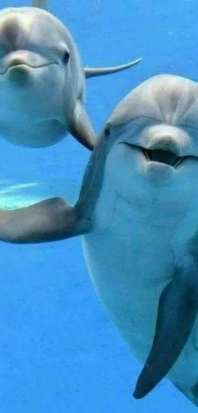 Two playful dolphins swimming in clear blue ocean water.