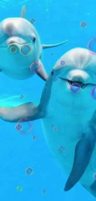 Two playful dolphins swimming in clear blue ocean water.