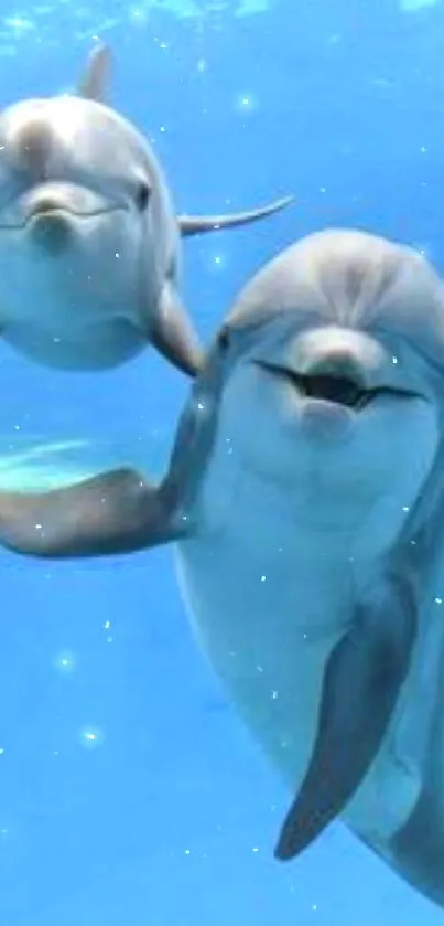 Two joyful dolphins swimming in a bright blue ocean.