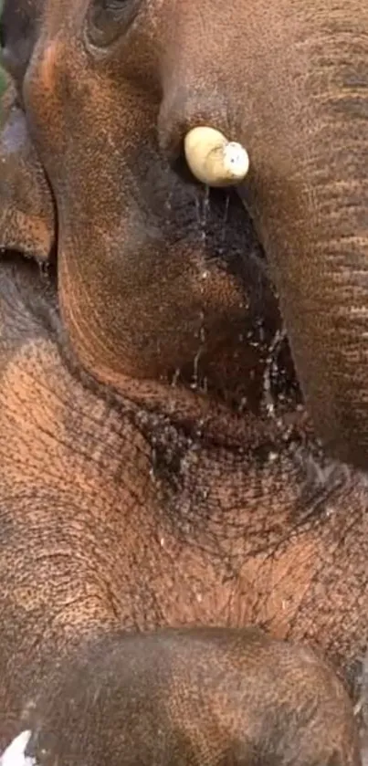 Close-up of an elephant playing in water, showcasing its textured skin.