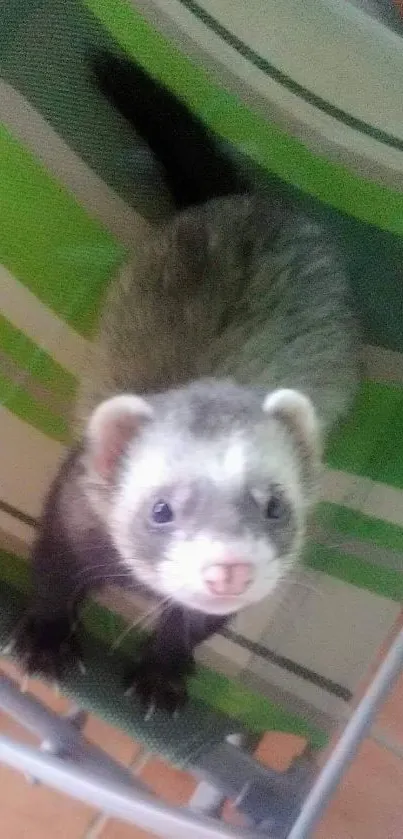 Cute ferret playing on a green-striped chair.