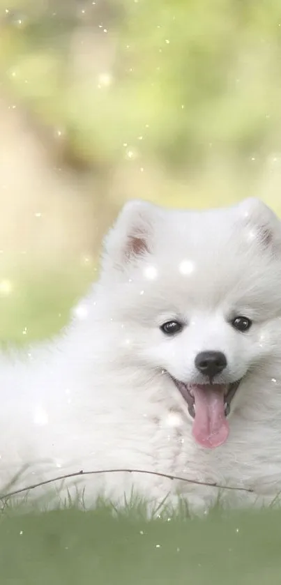 Fluffy white dog with a green background.