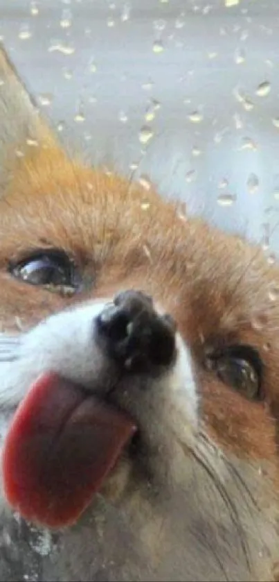 Cute fox with tongue out against a rainy glass background.