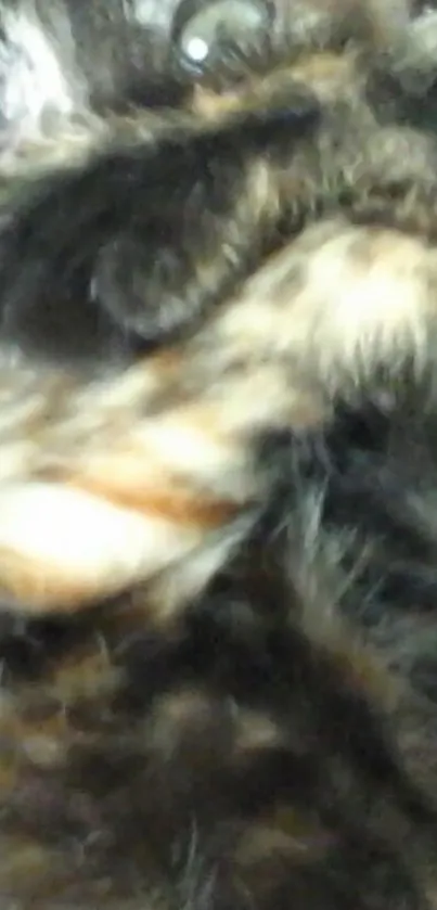 Close-up of a furry creature in brown shades.