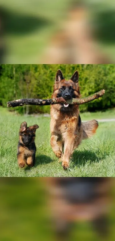 German Shepherds running in a green field, carrying a stick, exuding joy and vitality.